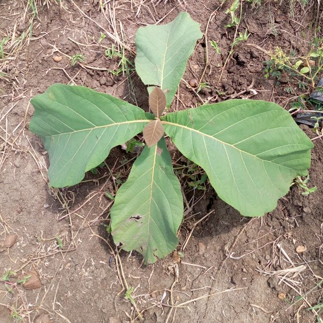 seedling