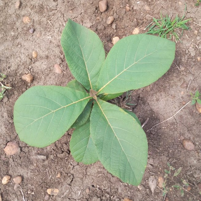 seedling