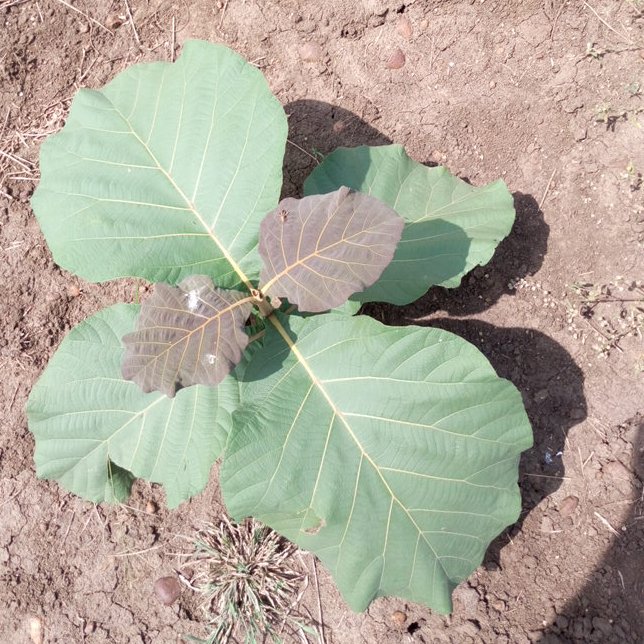 seedling