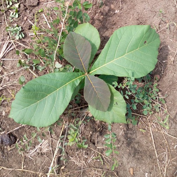 seedling