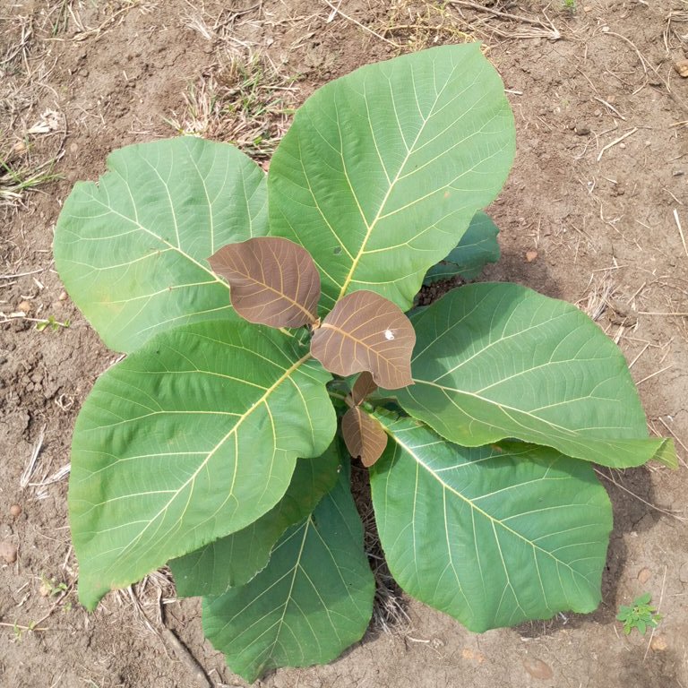 seedling