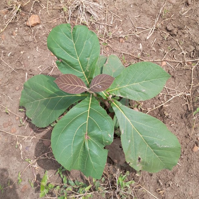 seedling