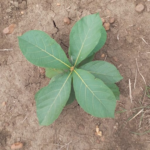 seedling