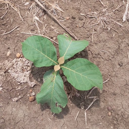 seedling