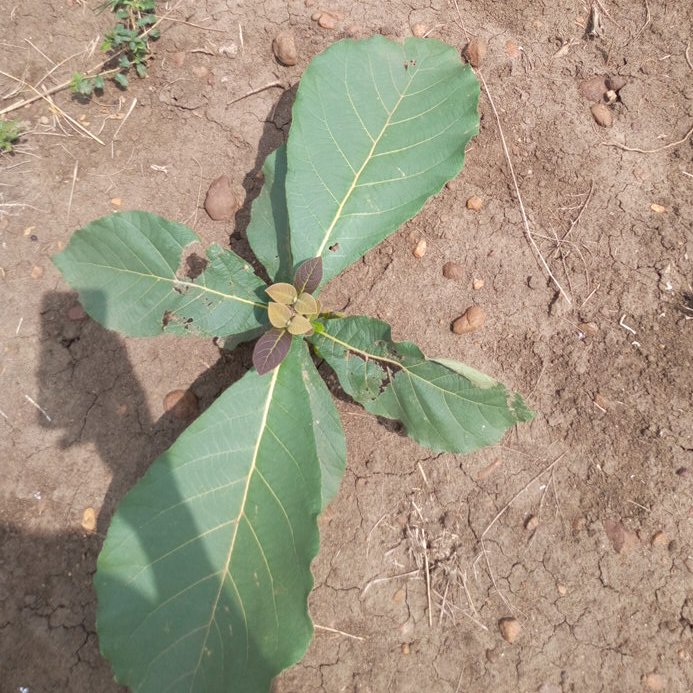 seedling