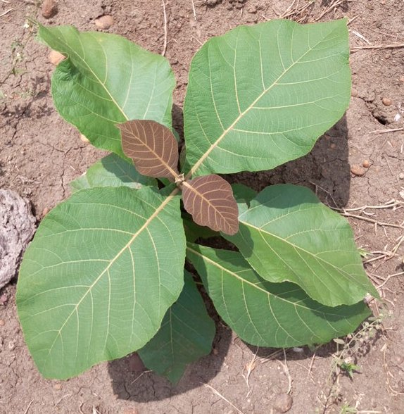 seedling
