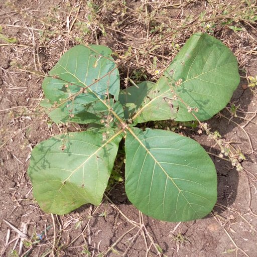 seedling