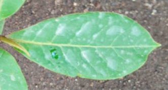 seedling
