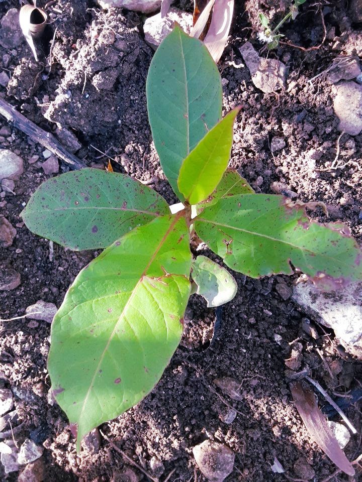 seedling