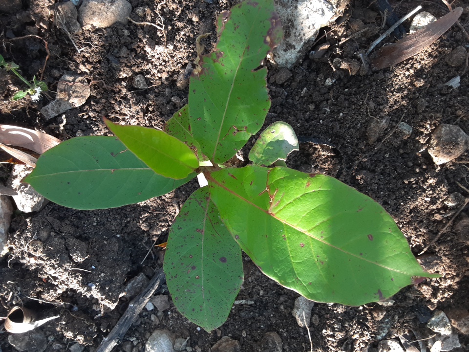 seedling