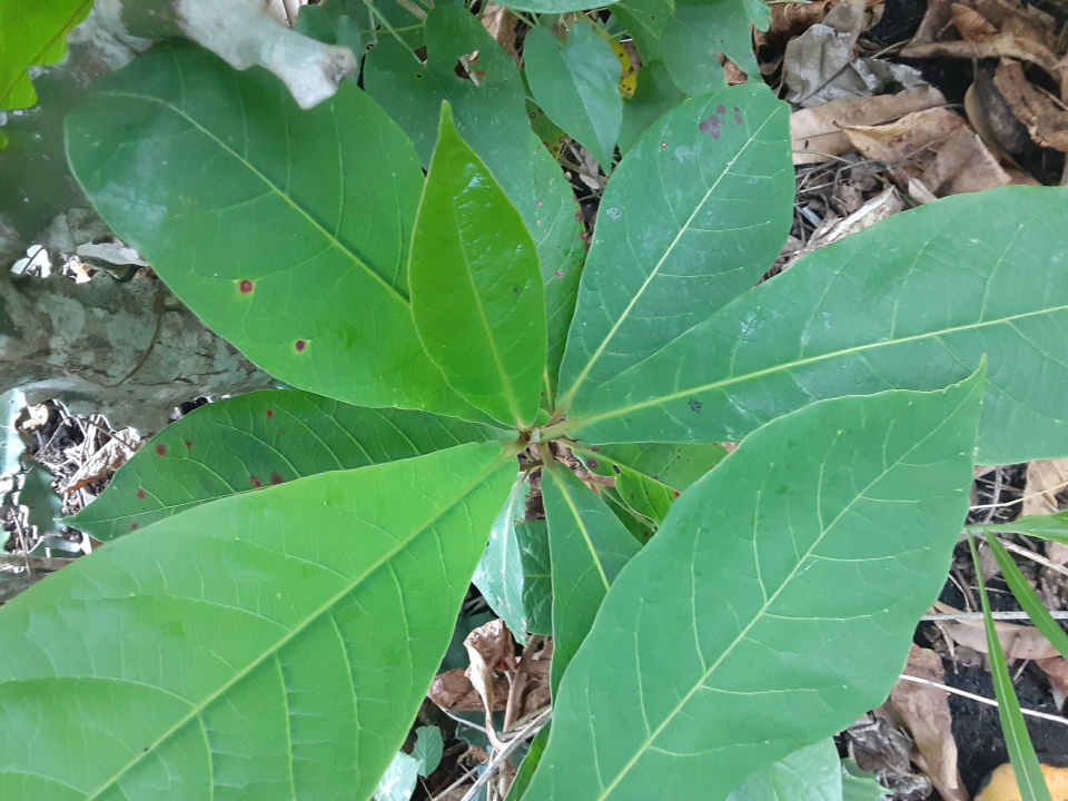 seedling