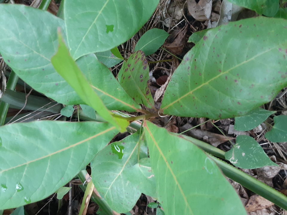 seedling