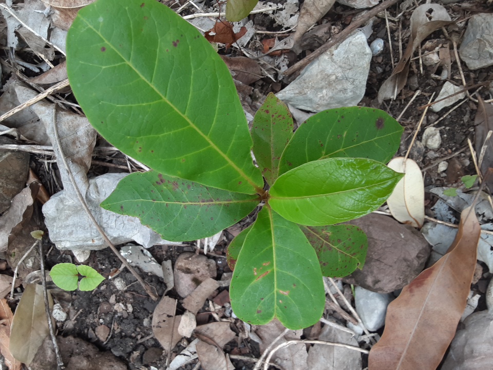 seedling