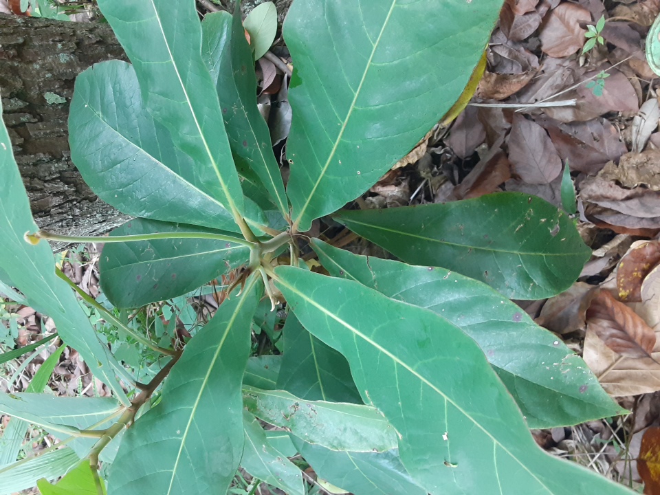 seedling