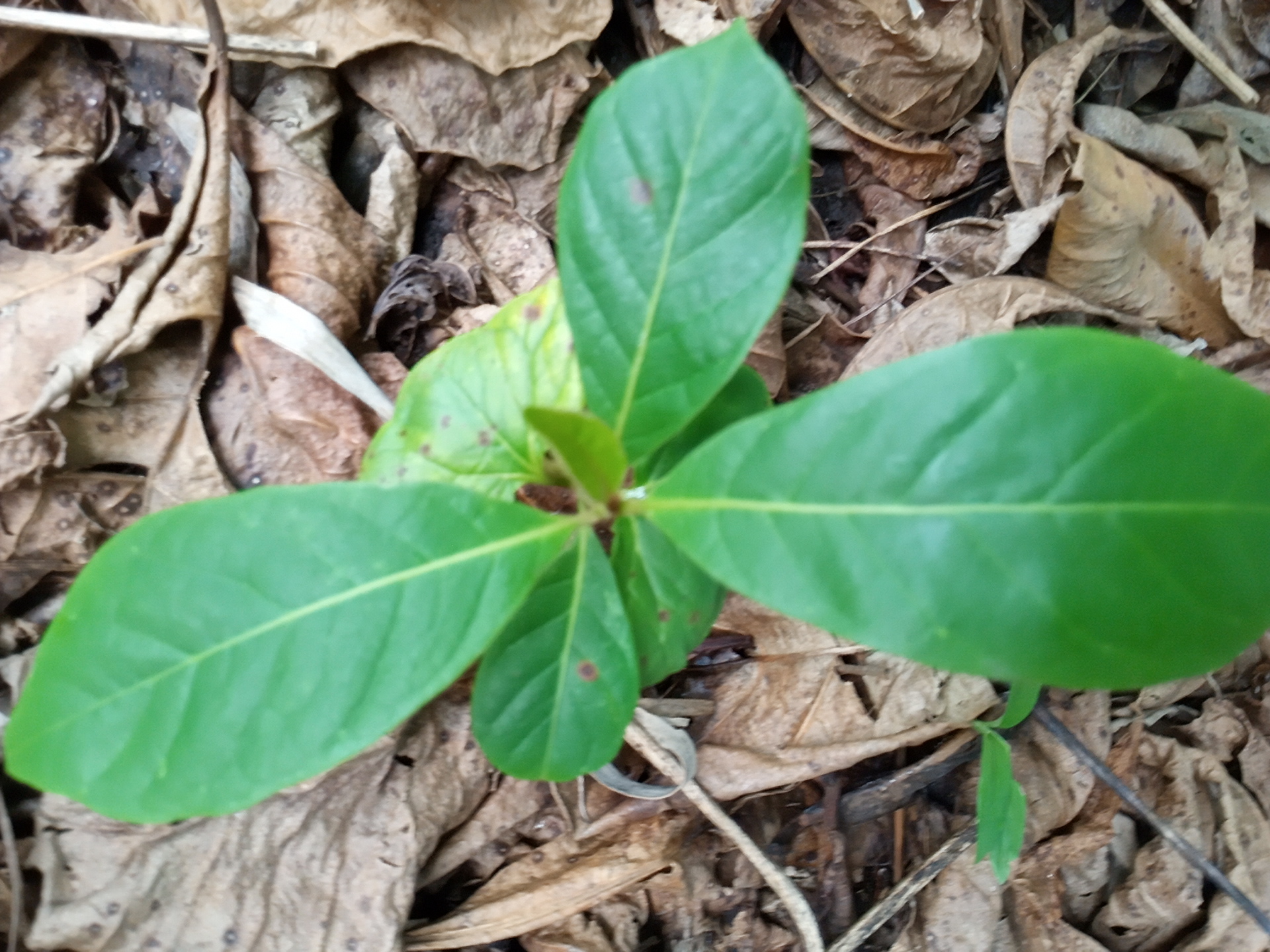 seedling