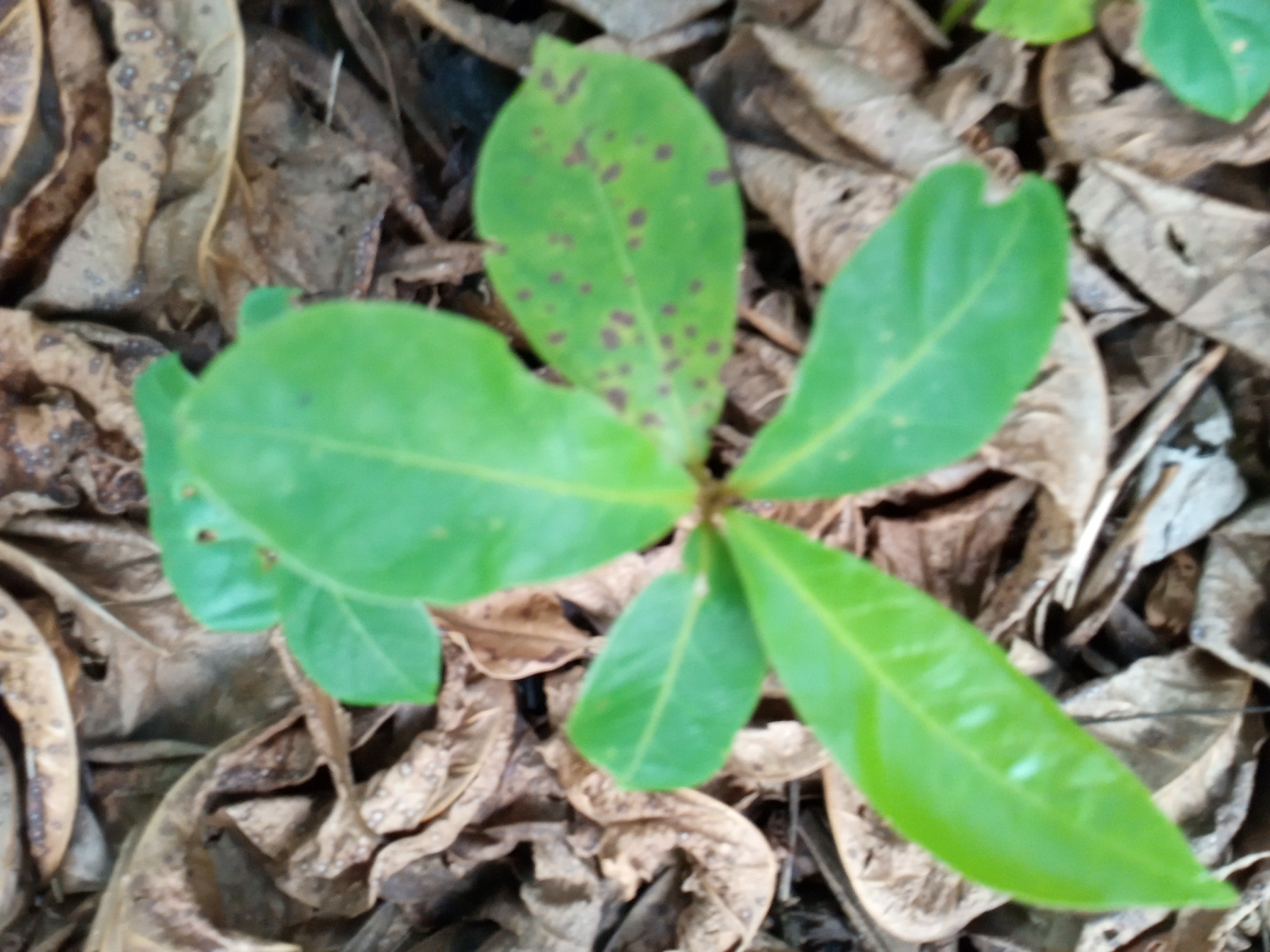 seedling