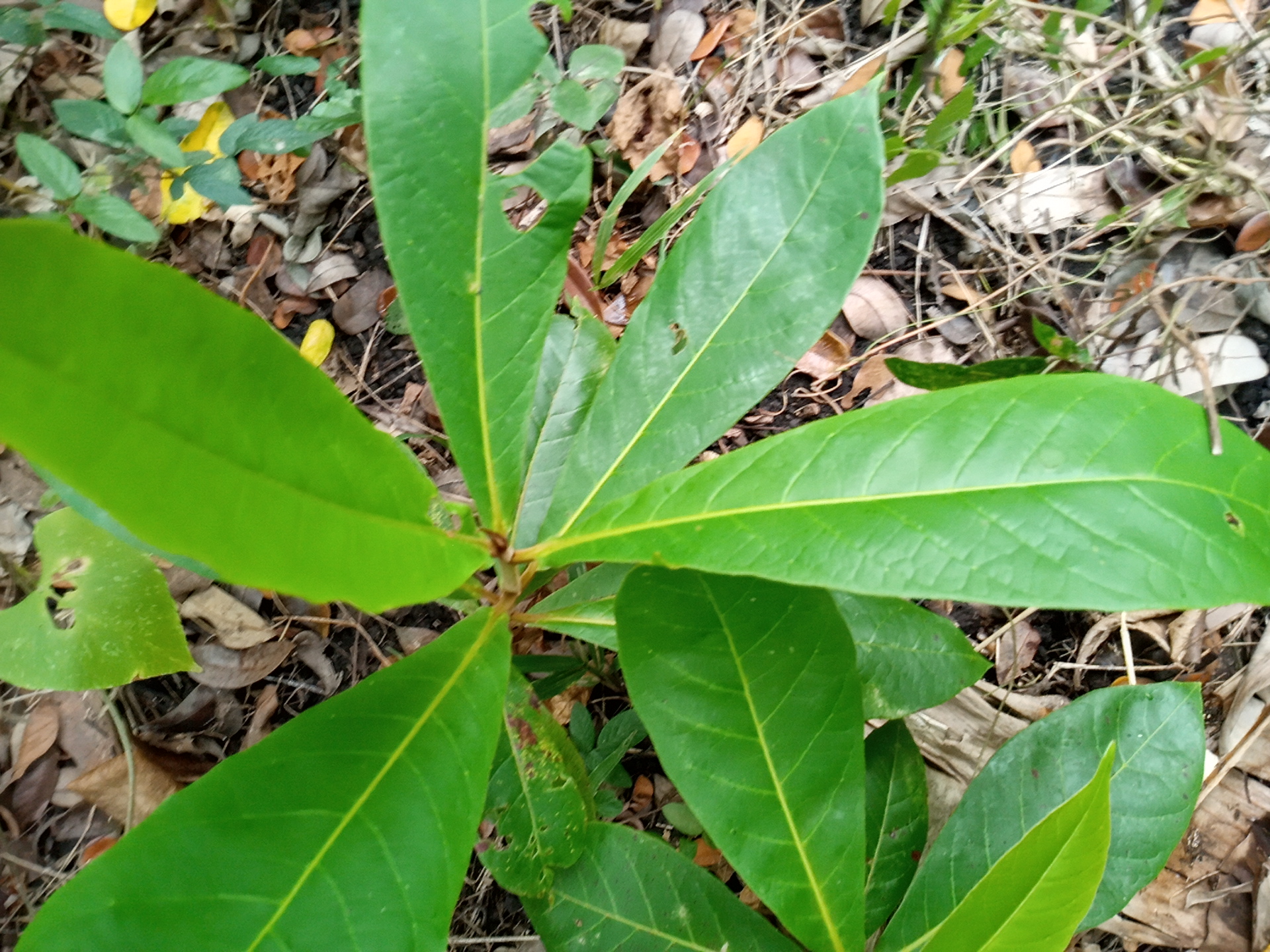 seedling