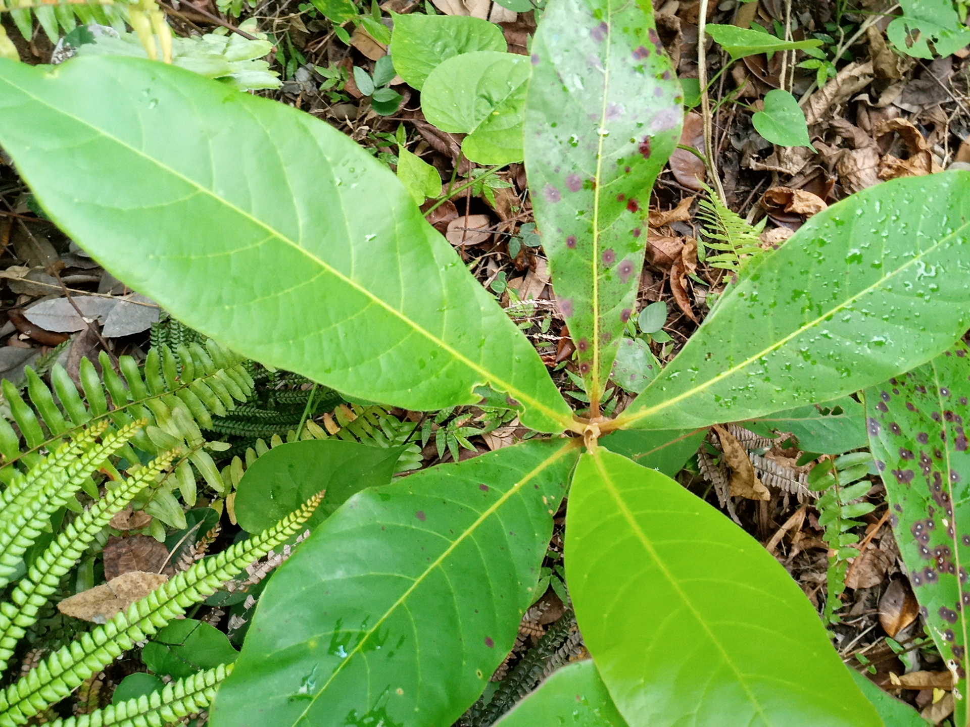 seedling