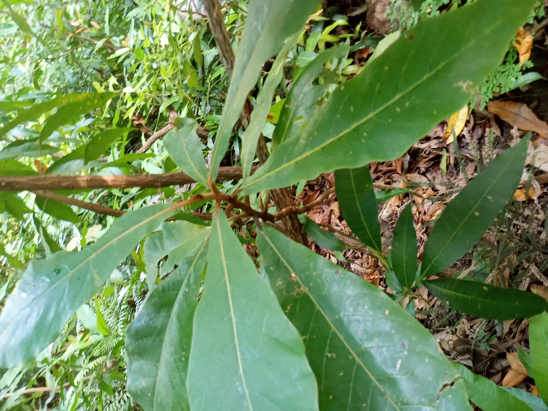 seedling