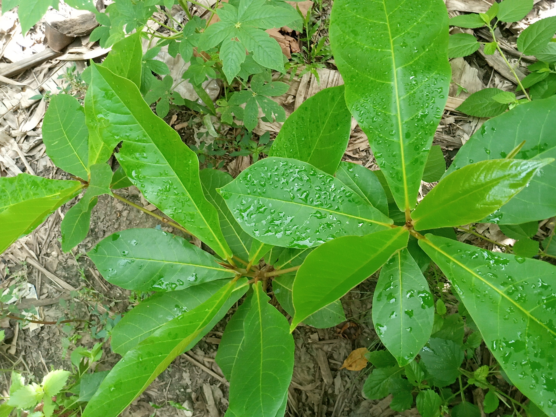 seedling