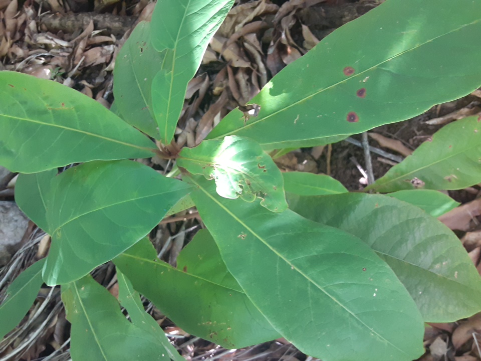 seedling