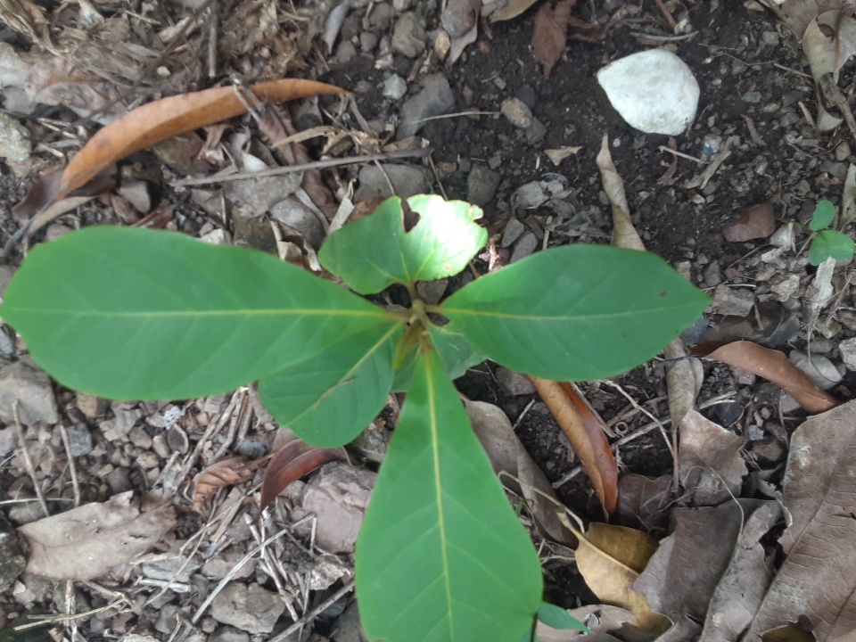 seedling