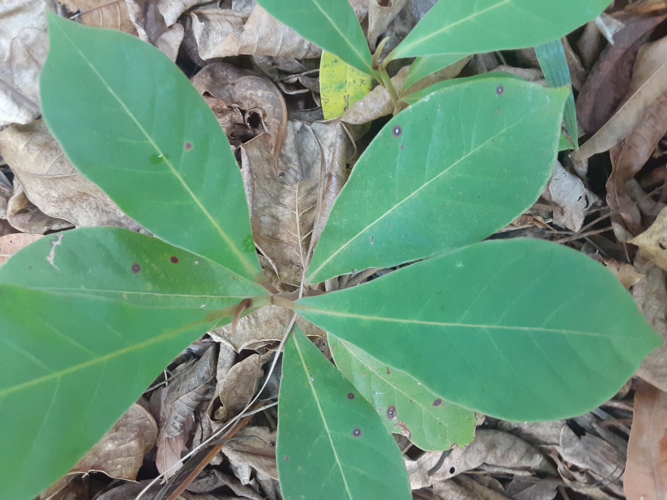 seedling