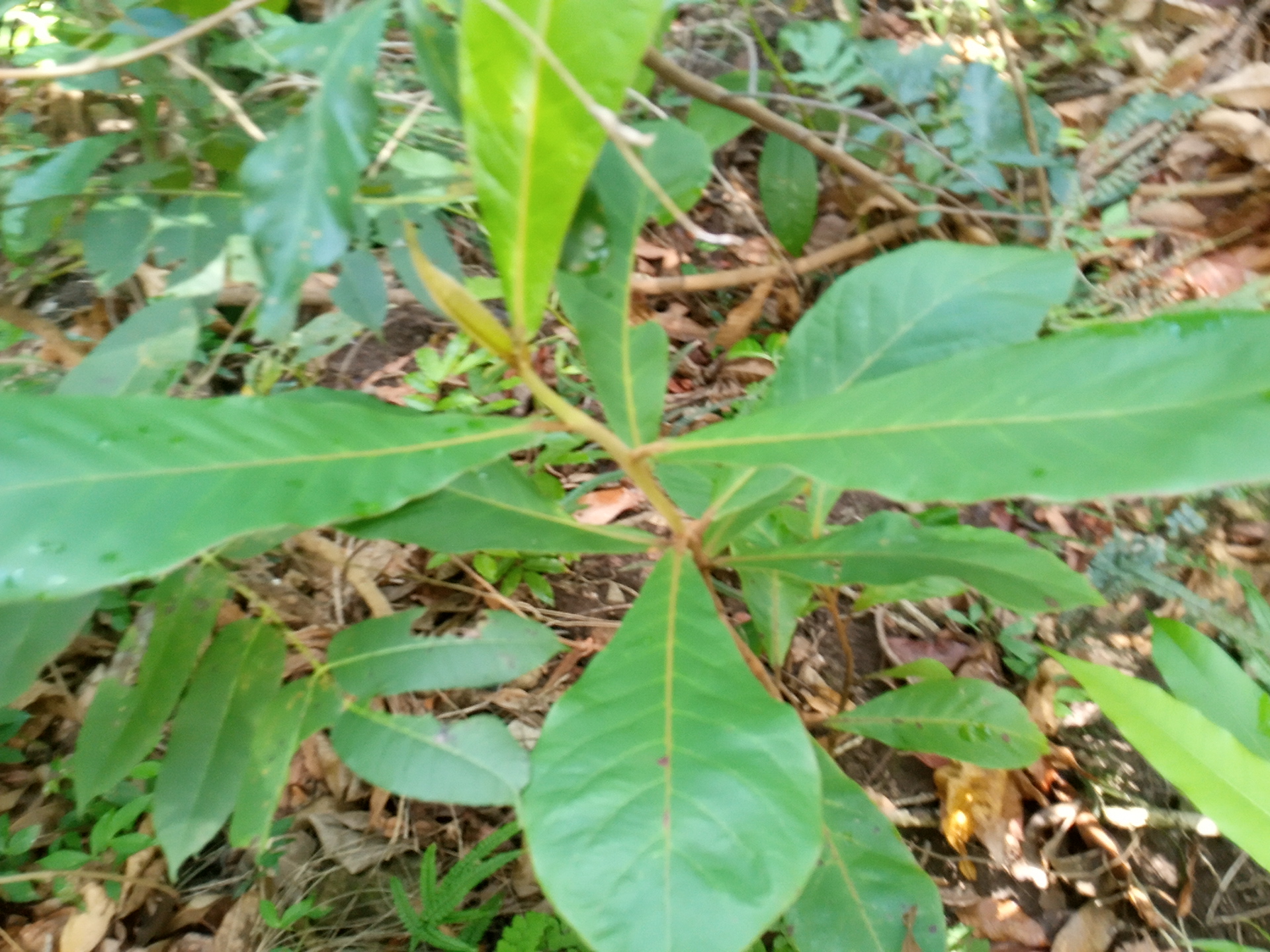 seedling
