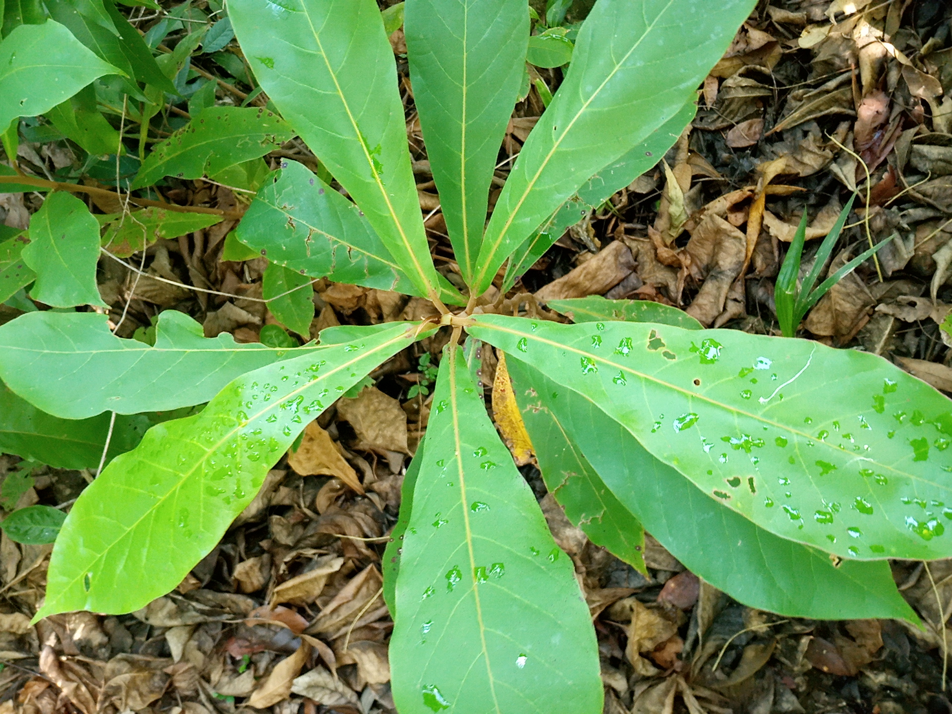 seedling