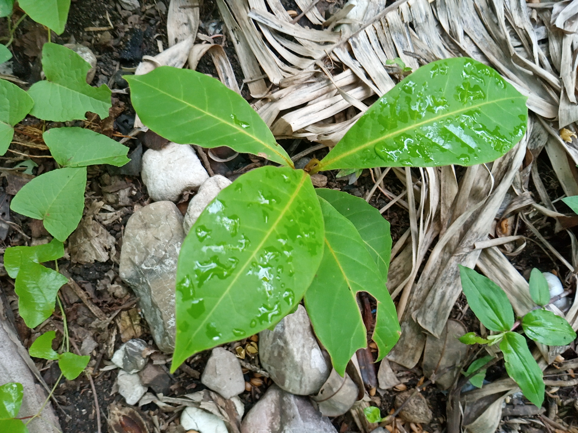 seedling