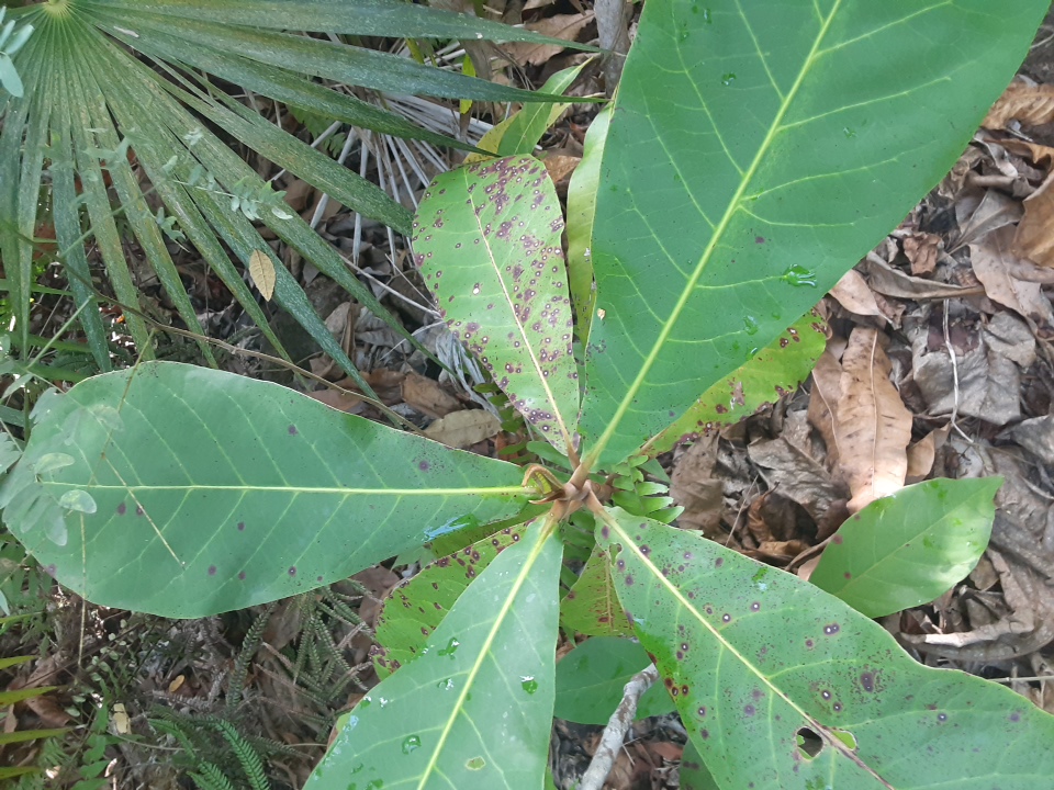 seedling