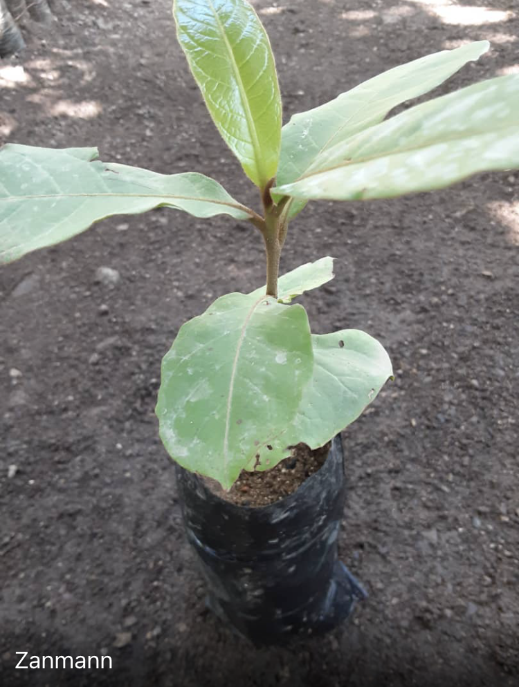 seedling
