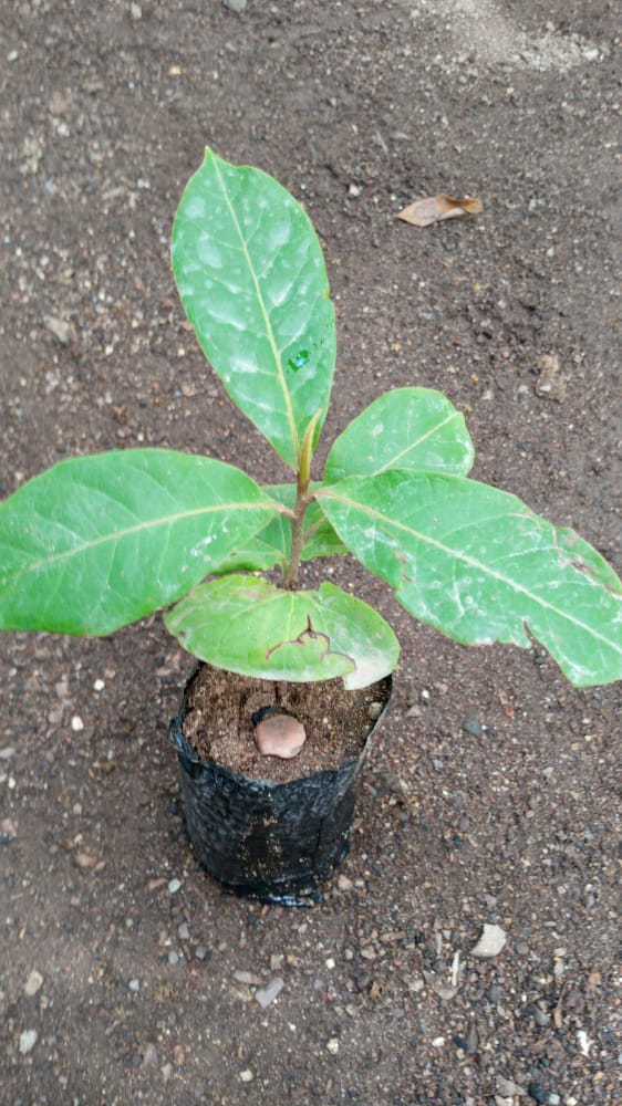 seedling