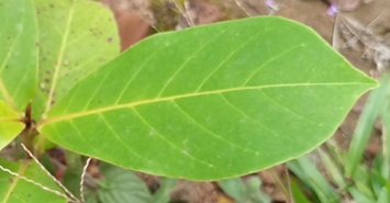 seedling
