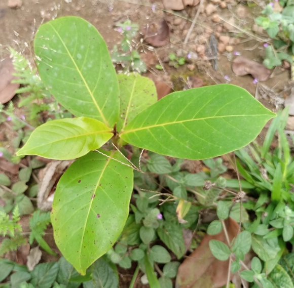 seedling
