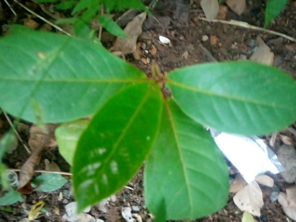 seedling