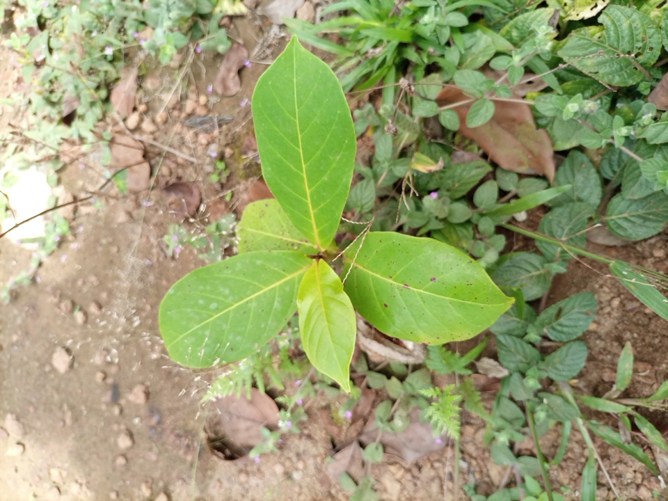 seedling