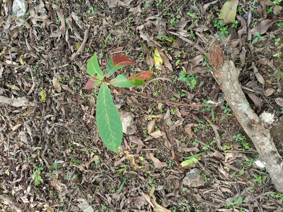 seedling