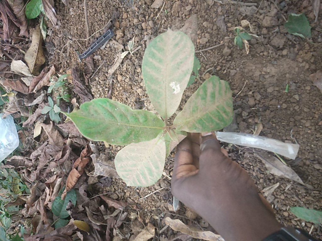 seedling