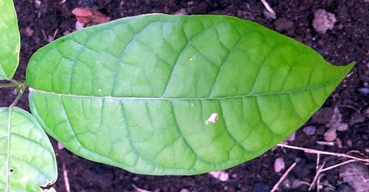 seedling