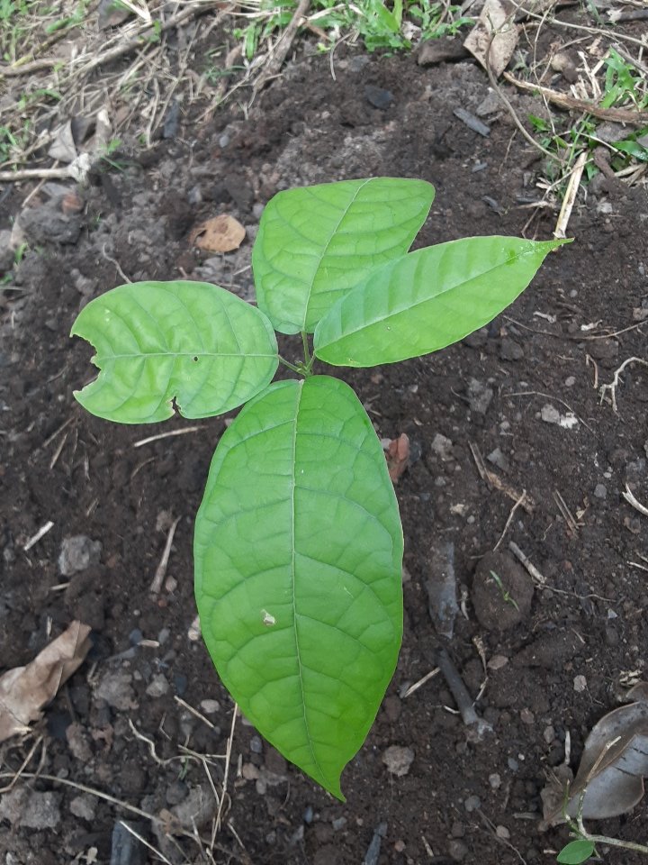 seedling