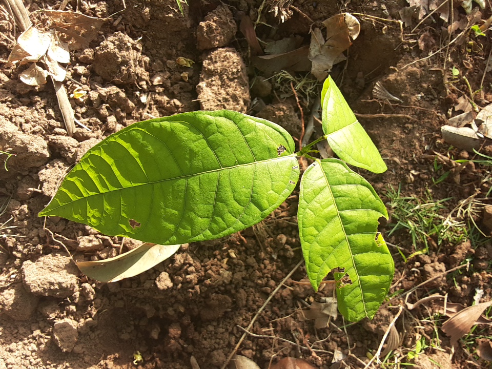 seedling